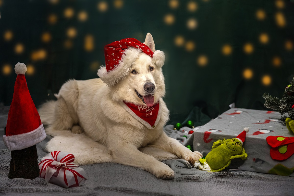 Merry Christmas 2025!